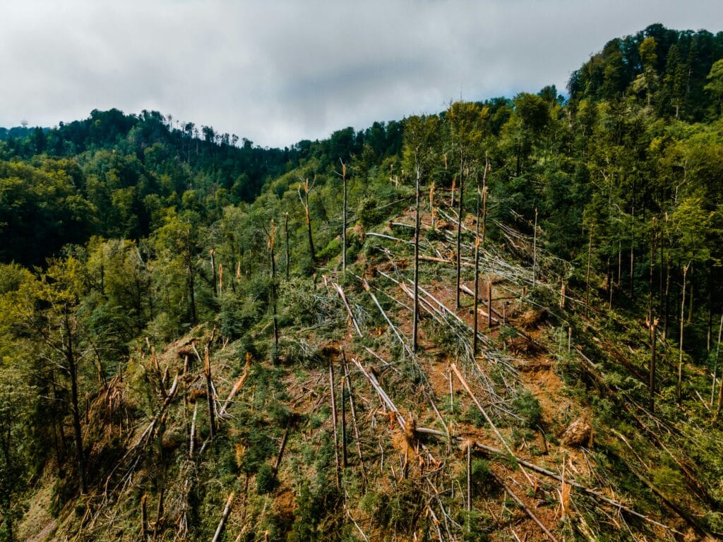 Wald mit nachhaltigen Abholzungsmethoden